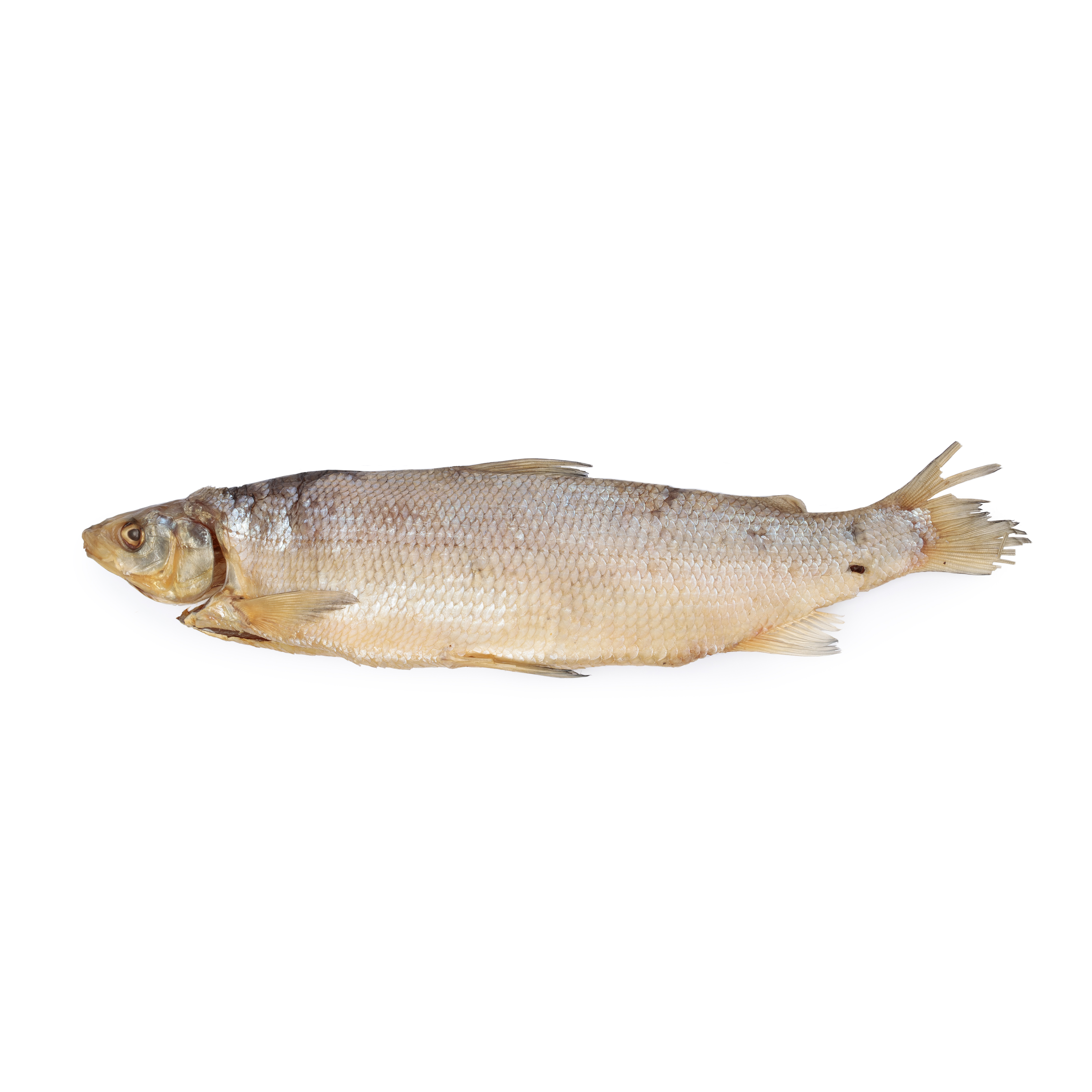 Dry Whitefish