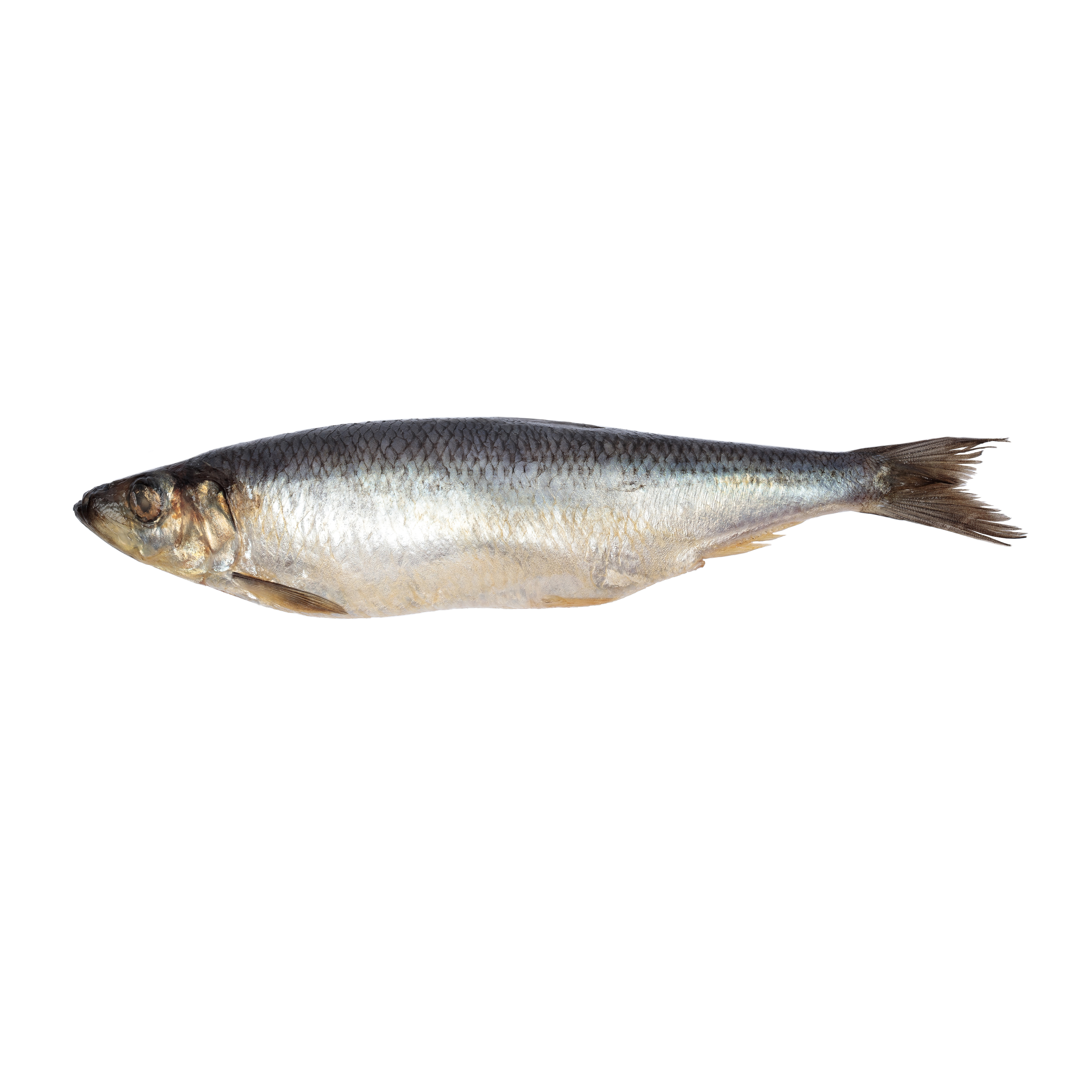 Salted Herring
